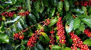 Coffee has been linked to poverty reduction with poverty levels lower in periods when coffee prices are high and vice-versa.