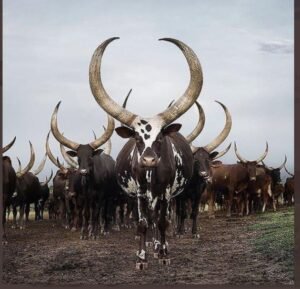 Ankole Long-horned cattle