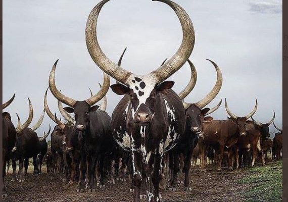 Ankole Long-horned cattle