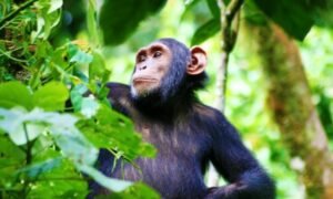 The tourism sector in Uganda is thriving once again following the partial lifting of the Coronavirus (COVID-19) lockdown