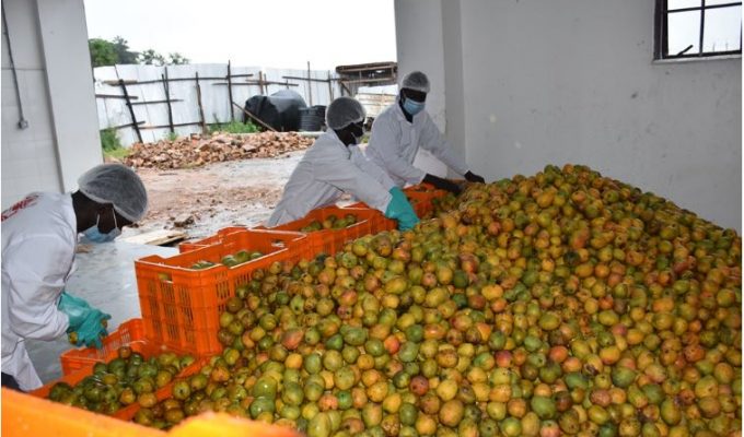 Workers at the Yumbe fruit factory sorting mangoes