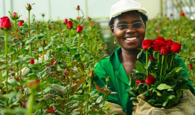 Flower growing in Uganda