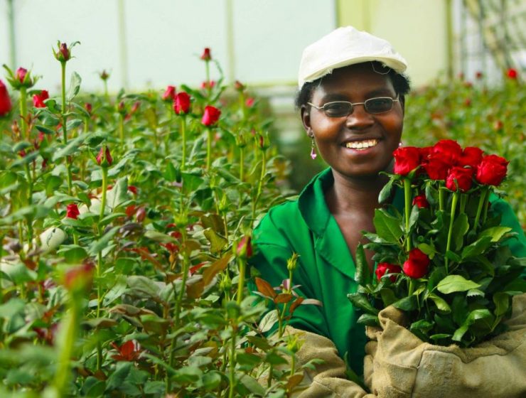 Flower growing in Uganda