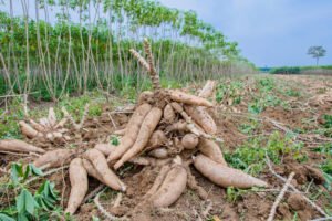 cassava farm
