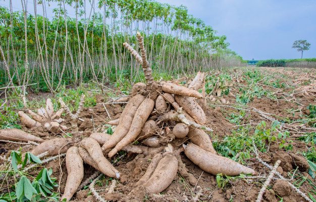 cassava farm