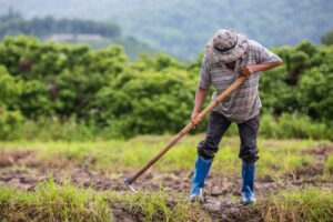 Agripreneurship is a lucrative venture in Africa