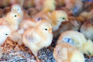 Poultry farming