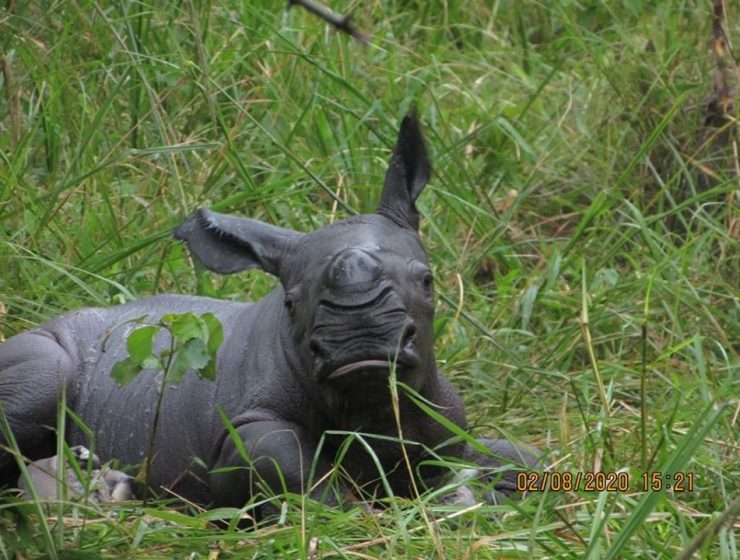 Calf at ziwa rhino sanctuary