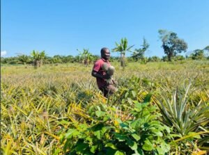 pineapple farmers in Kalangala District