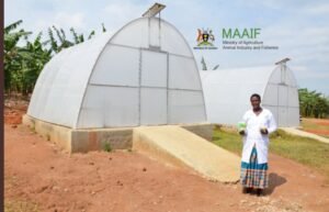 Ministry of Agriculture Unveils Solar Dryers to Help Banana Farmers with Value Addition
