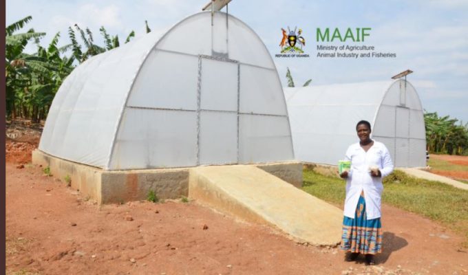 Ministry of Agriculture Unveils Solar Dryers to Help Banana Farmers with Value Addition