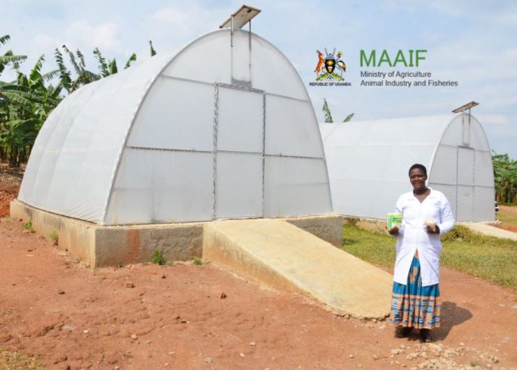 Ministry of Agriculture Unveils Solar Dryers to Help Banana Farmers with Value Addition