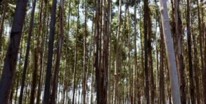 Agripreneur: Agroforestry: Why You Should Invest in Growing Eucalyptus Trees