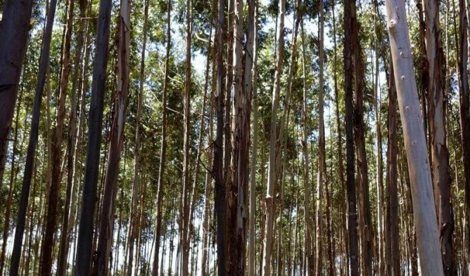 Agripreneur: Agroforestry: Why You Should Invest in Growing Eucalyptus Trees