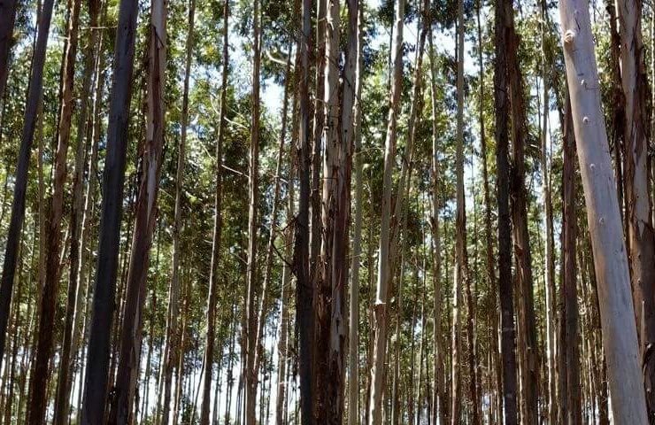 Agripreneur: Agroforestry: Why You Should Invest in Growing Eucalyptus Trees