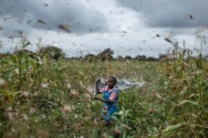 The Republic of Korea contributes rice and cash to assist refugees and Ugandans threatened by locusts