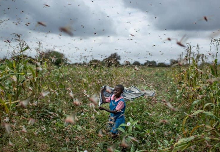The Republic of Korea contributes rice and cash to assist refugees and Ugandans threatened by locusts