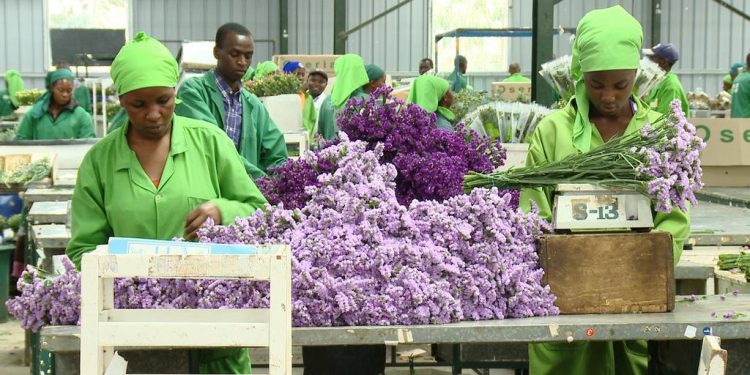 UK Removes Tariffs for Kenya’s Cut Flowers - Publicist East Africa